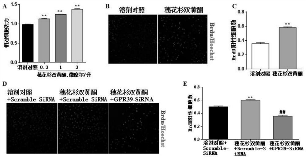 Application of amentoflavone in preparation of medicine for promoting wound healing