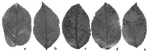 SSR Molecular Marker and Its Application for Identifying Resistance and Susceptibility to Anthracnose Leaf Blight of Apple