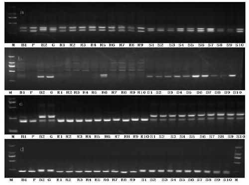 SSR Molecular Marker and Its Application for Identifying Resistance and Susceptibility to Anthracnose Leaf Blight of Apple