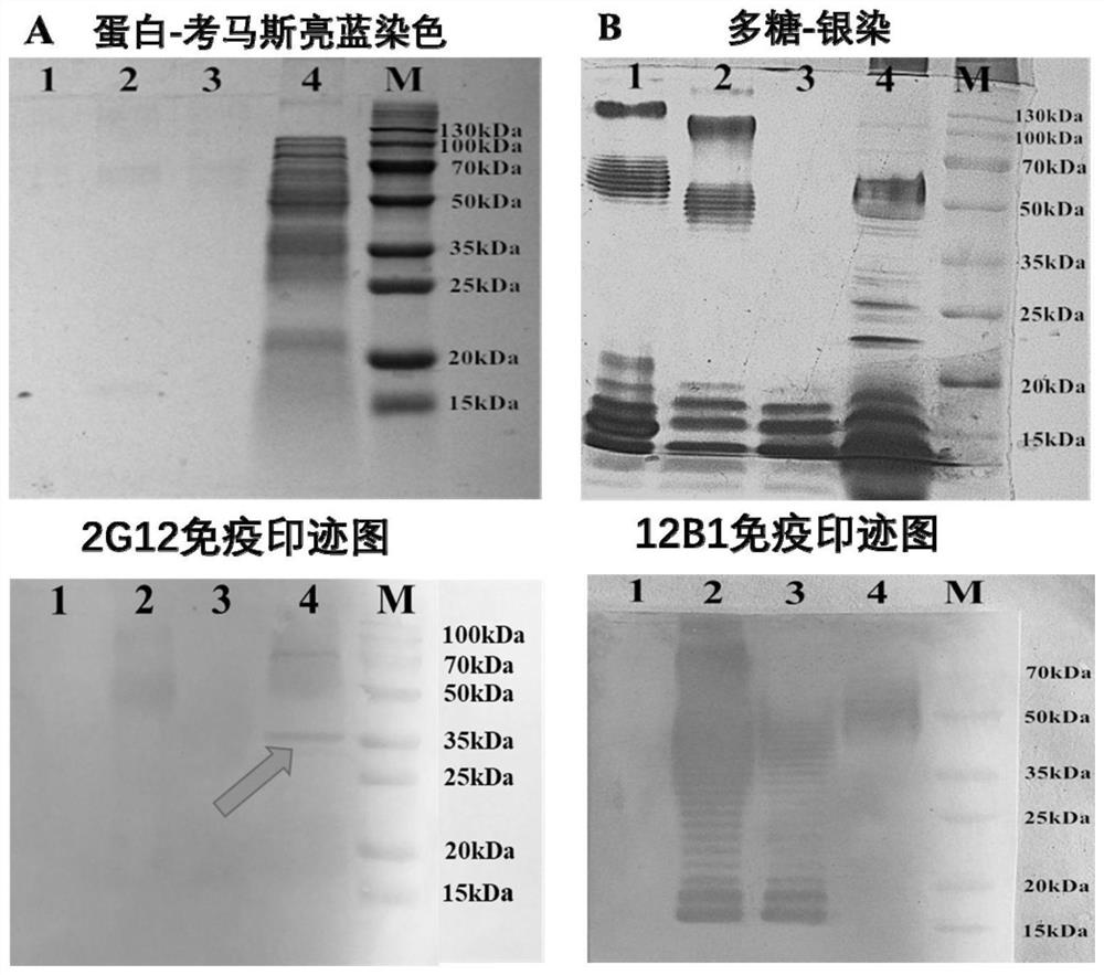 Epitope identification method of thallus antibody