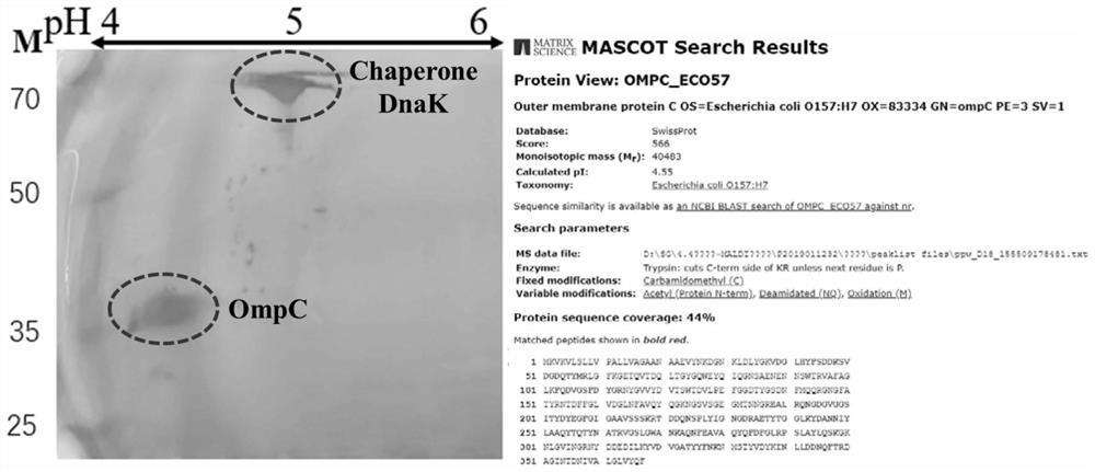 Epitope identification method of thallus antibody