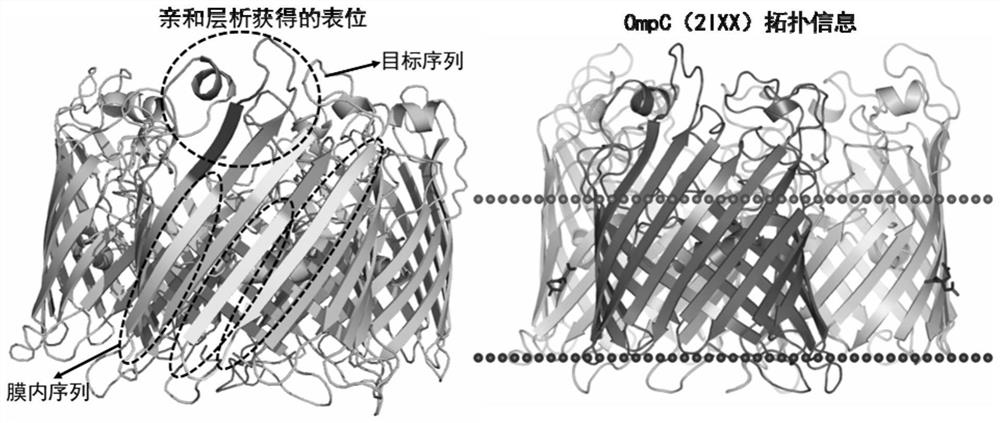 Epitope identification method of thallus antibody