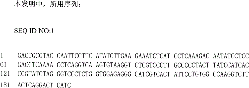 Molecular biological method for quickly identifying gender of scandent hop