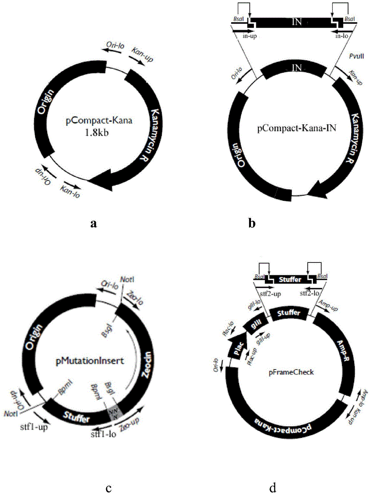 Construction method of HIV-1 integrase mutant library