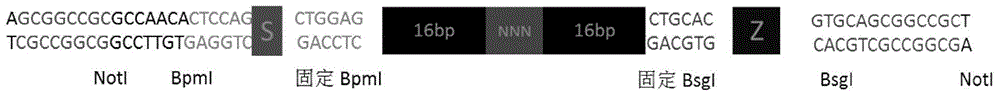 Construction method of HIV-1 integrase mutant library