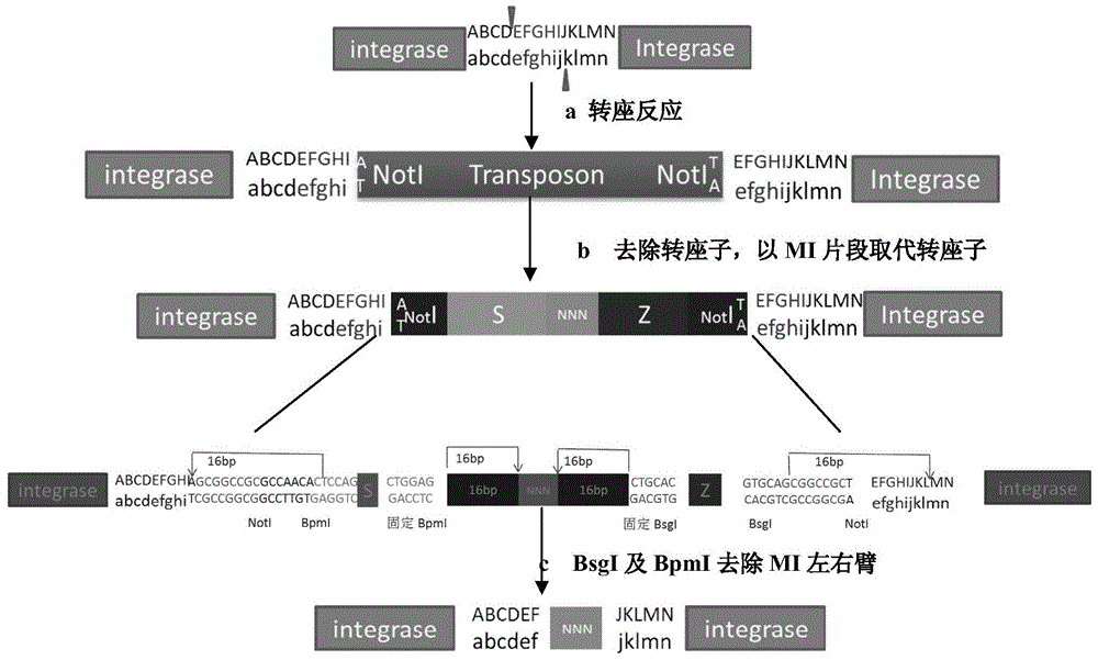 Construction method of HIV-1 integrase mutant library