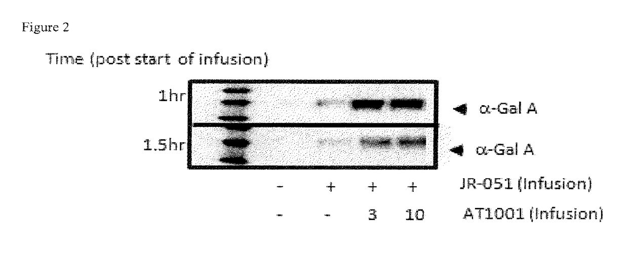 Alpha-galactosidase A and 1-deoxygalactonojirimycin co-formulation for the treatment of fabry disease