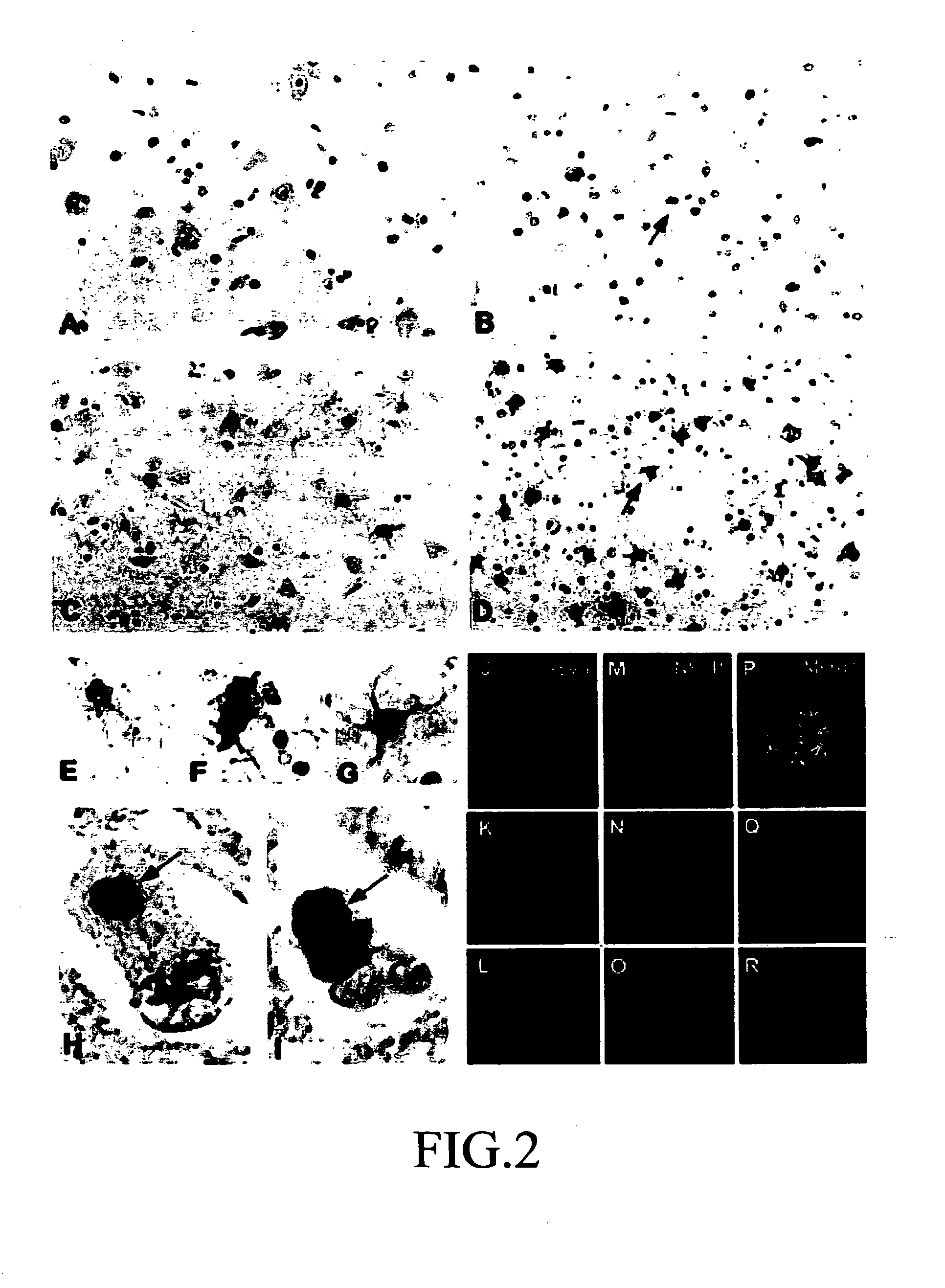 Methods for detecting oxidative stress