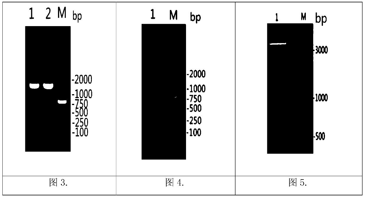 Selection marker-free recombinant goat-pox virus for expression of Orf virus F1L protein and construction method thereof