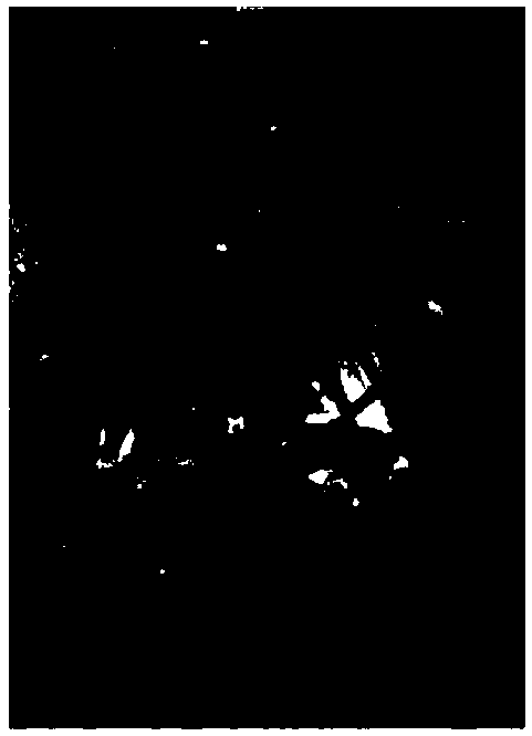 Trimming method of planar four-main-branch tree form and application in culturing thereof