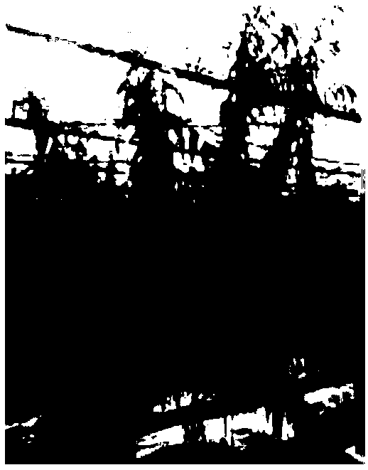 Trimming method of planar four-main-branch tree form and application in culturing thereof