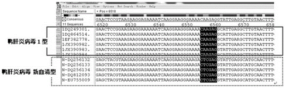 PCR-RFLP primer for distinguishing DHV-1 and new serotype and method