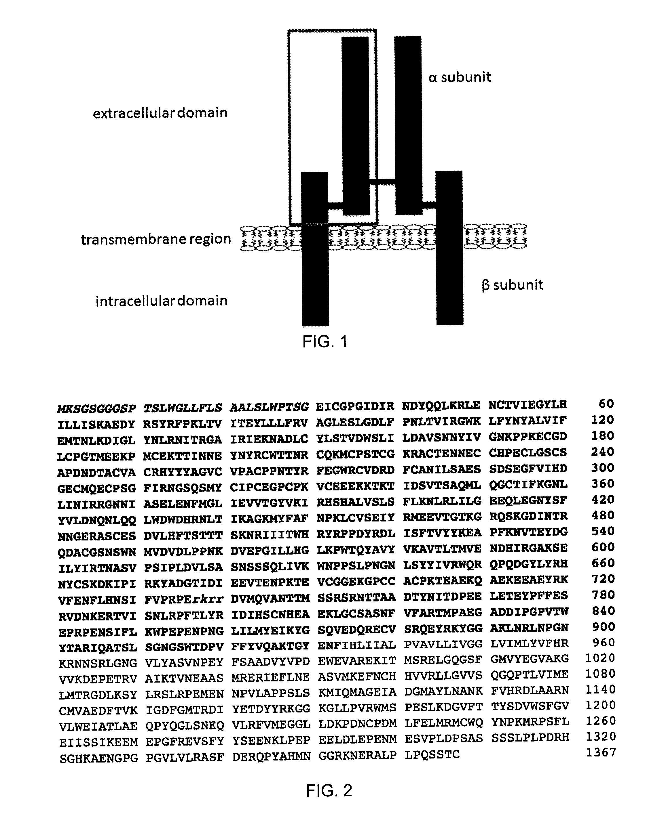 Insulin-like growth factor 1 receptor -specific antibodies and uses thereof