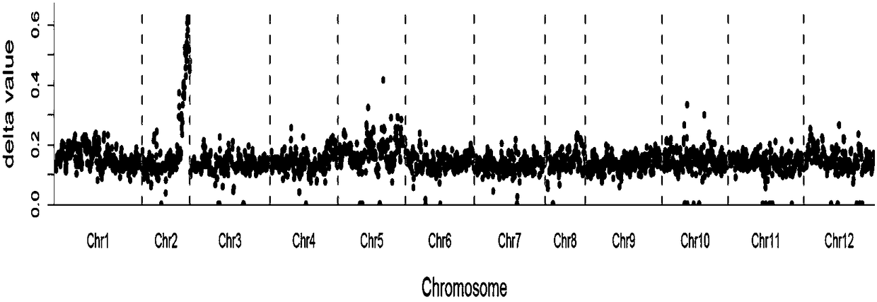 Chili maturity SNP (Single Nucleotide Polymorphism) molecular marker and application thereof