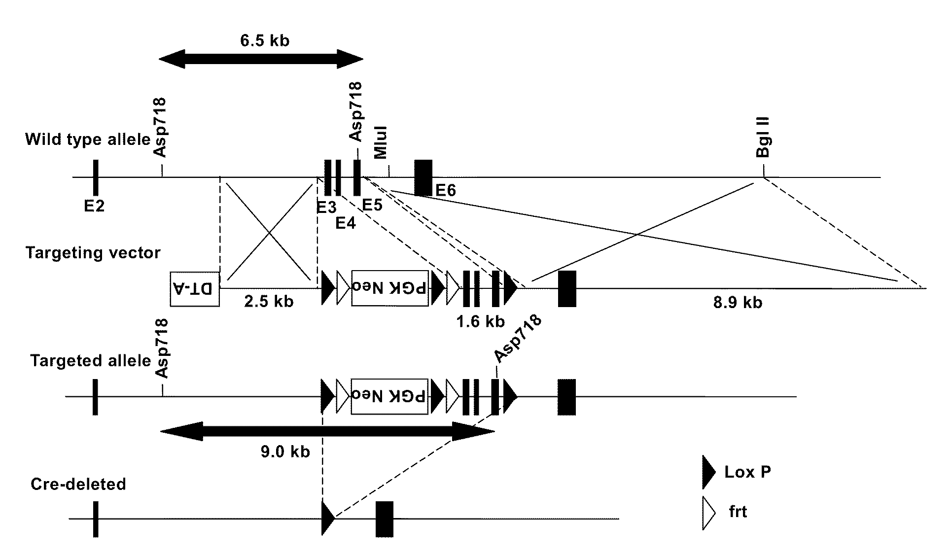 Animal having modification in mgat2 gene