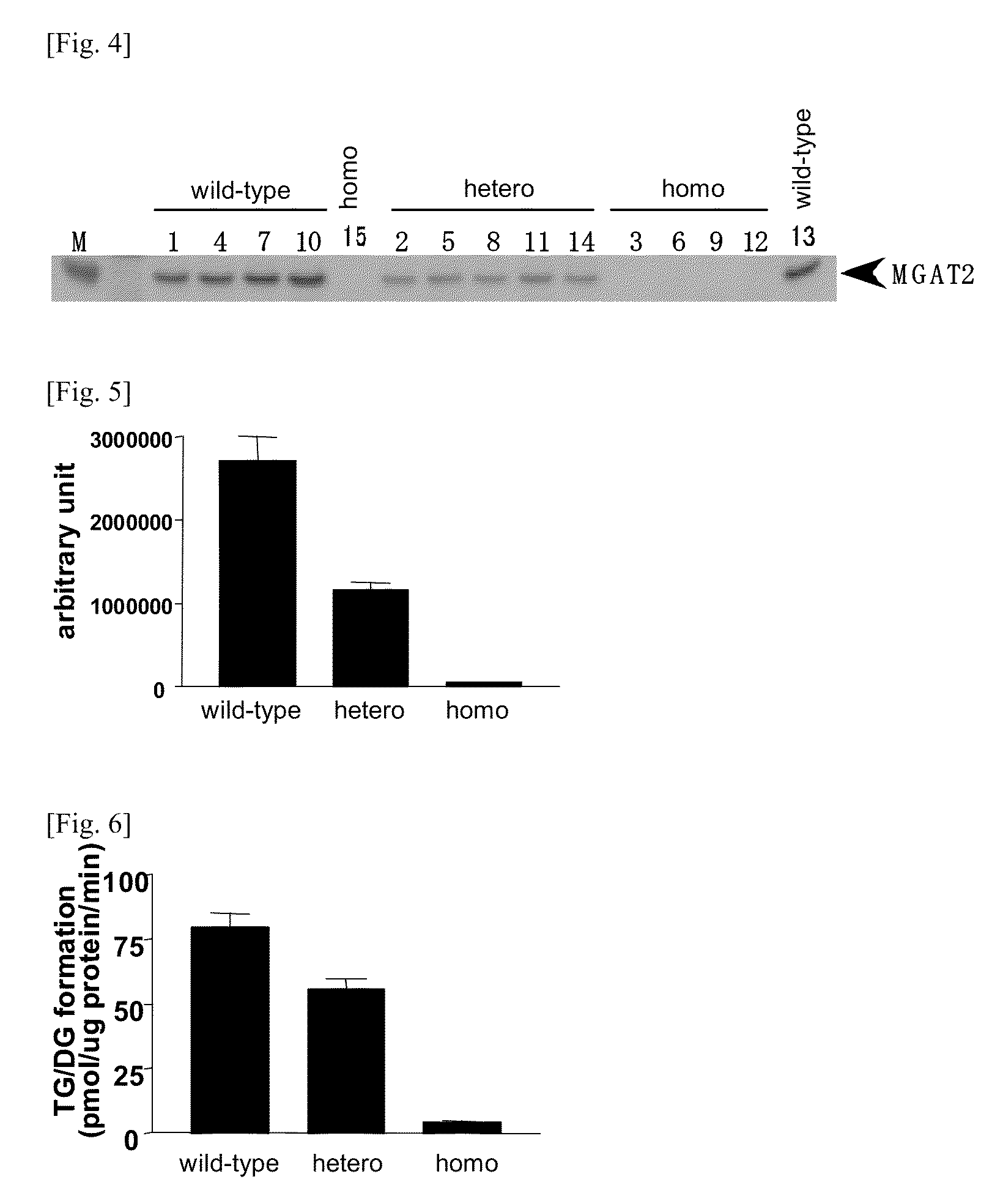 Animal having modification in mgat2 gene