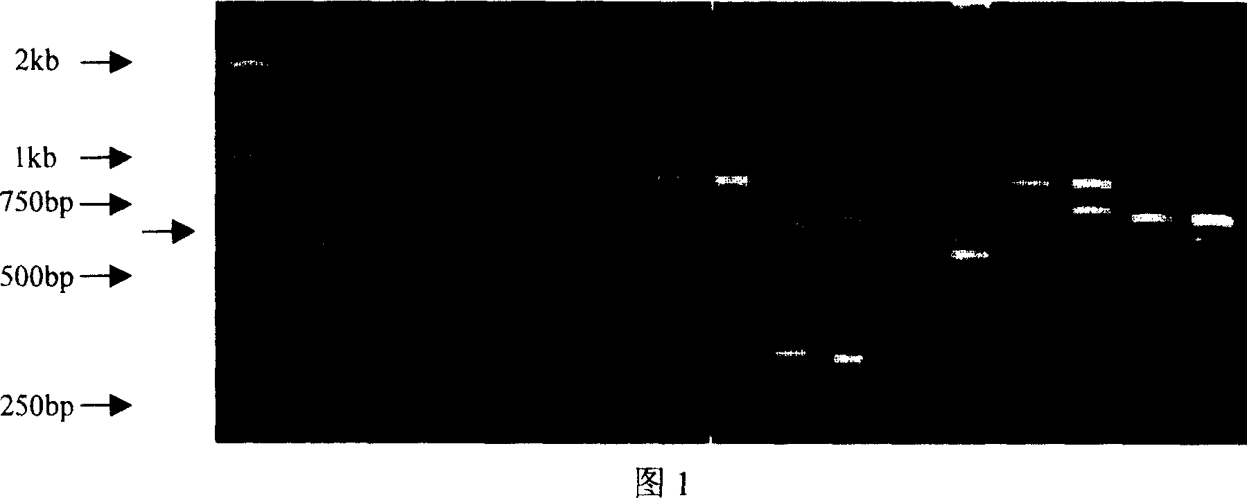 Idiocratic amplification primer in medicolegal insect flies and authentication method