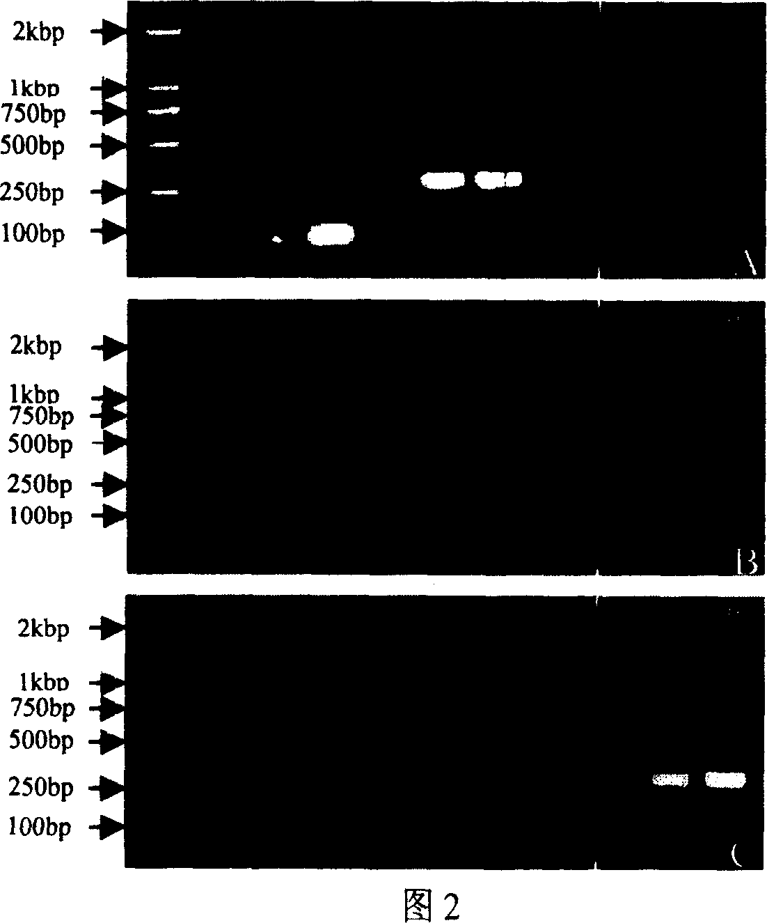 Idiocratic amplification primer in medicolegal insect flies and authentication method