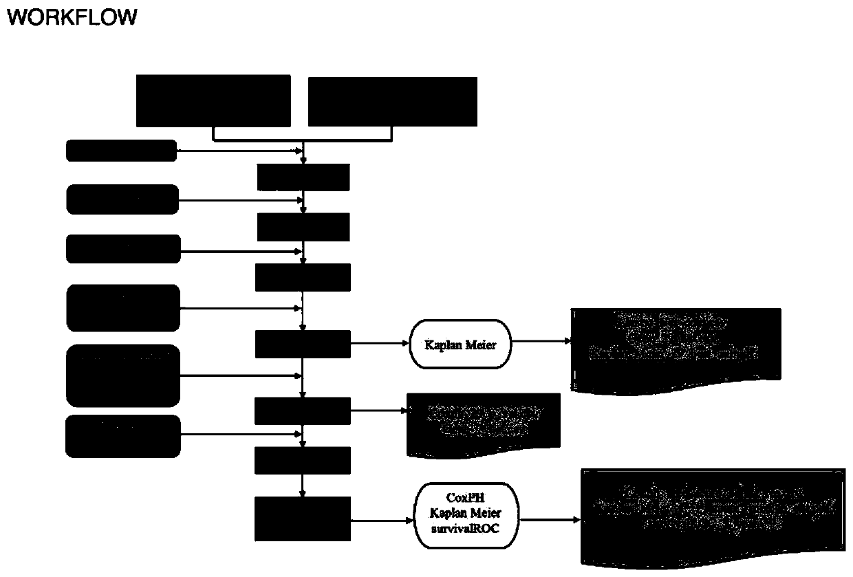 Immunity-related biomarker and application of biomarker to prognosis diagnosis of head and neck squamous cell carcinoma