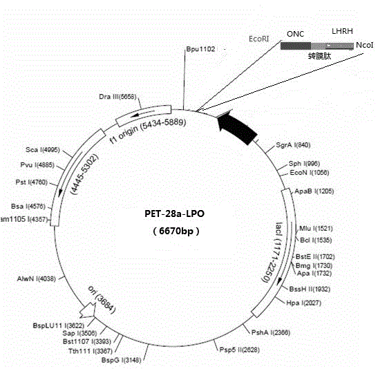 Preparation and application of targeted anti-tumor fusion protein lpo