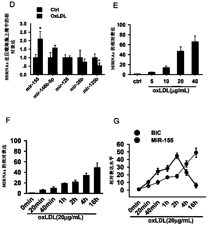 Method for preventing and treating atherosclerosis through inhibition of micro-RNA155