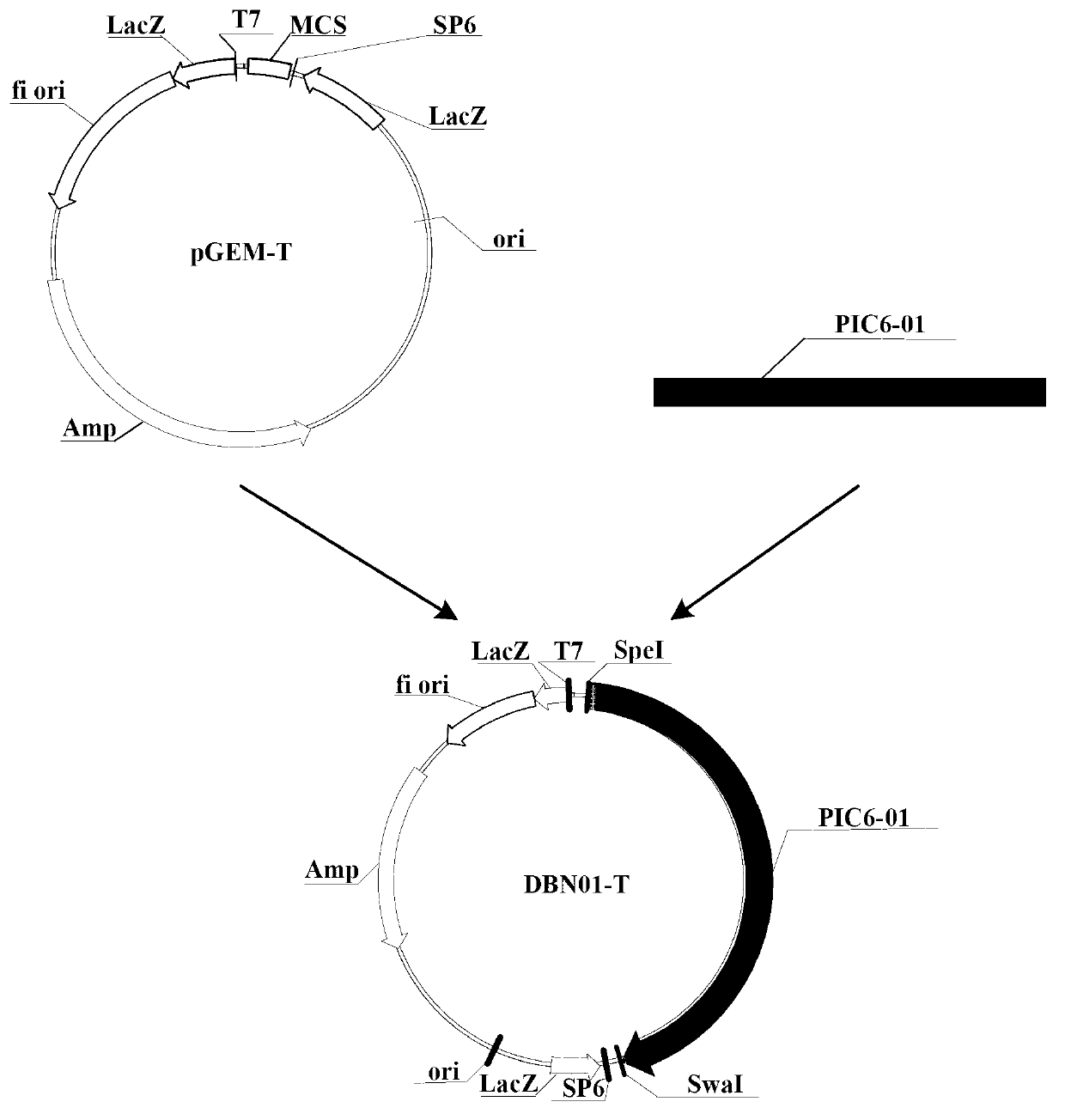 Insecticidal protein and coding gene and application thereof