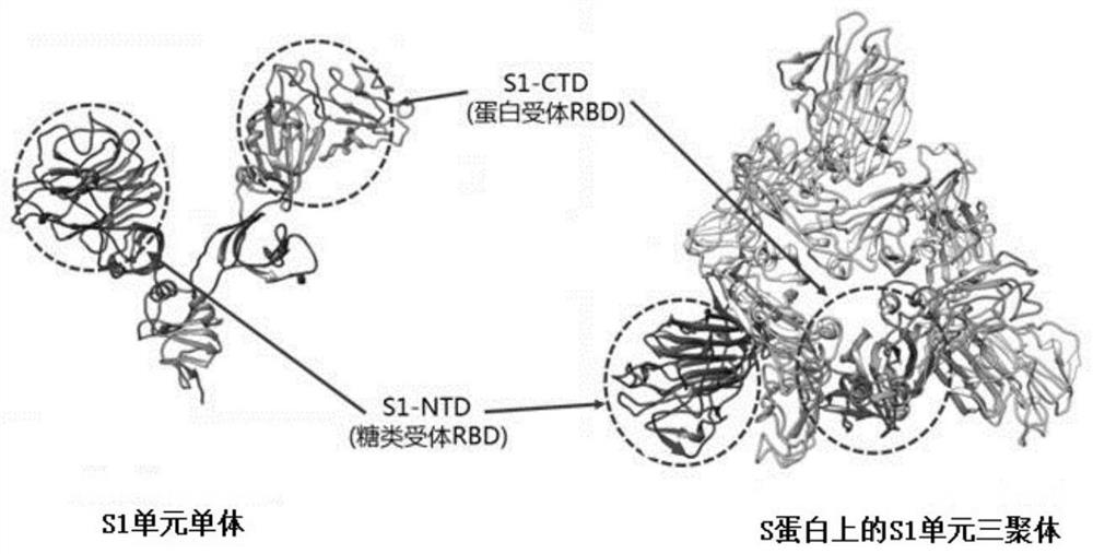 Sialic acid Neu5Ac derivative as well as preparation method and application thereof