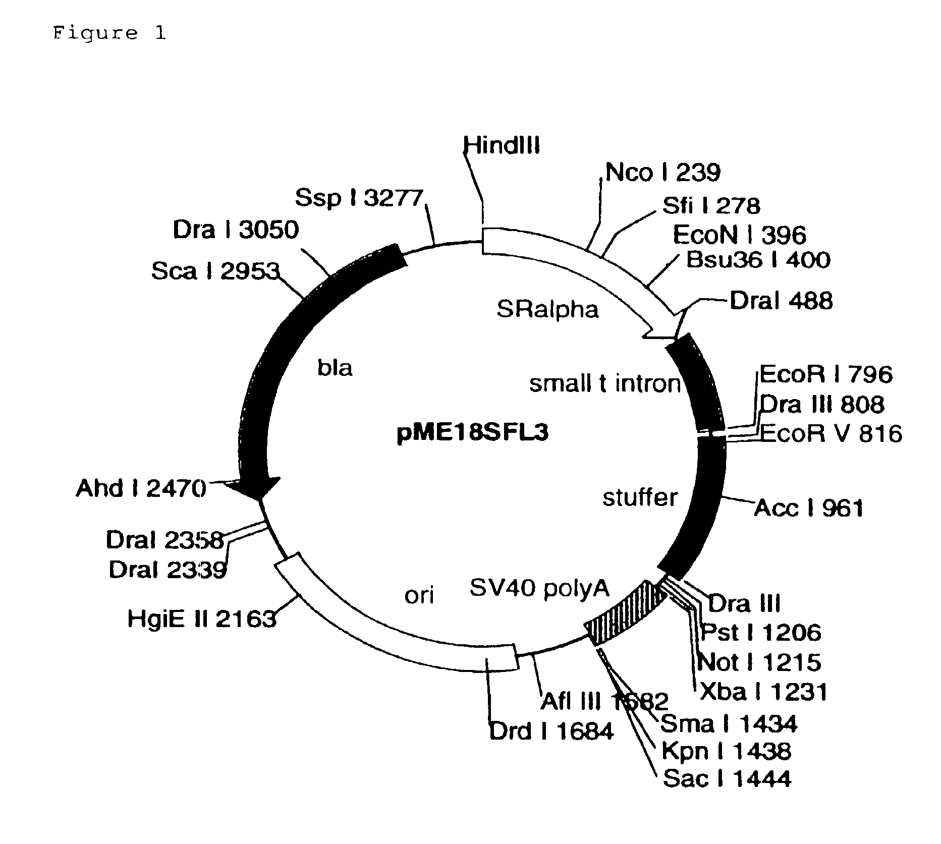 Full-length cDNA