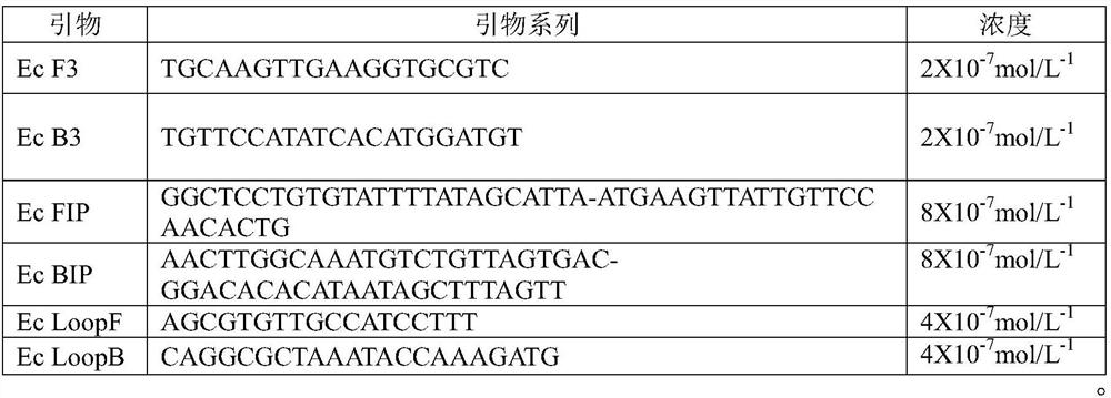 Primer group for quantitative detection of escherichia coli DNA on surface of urinary catheter