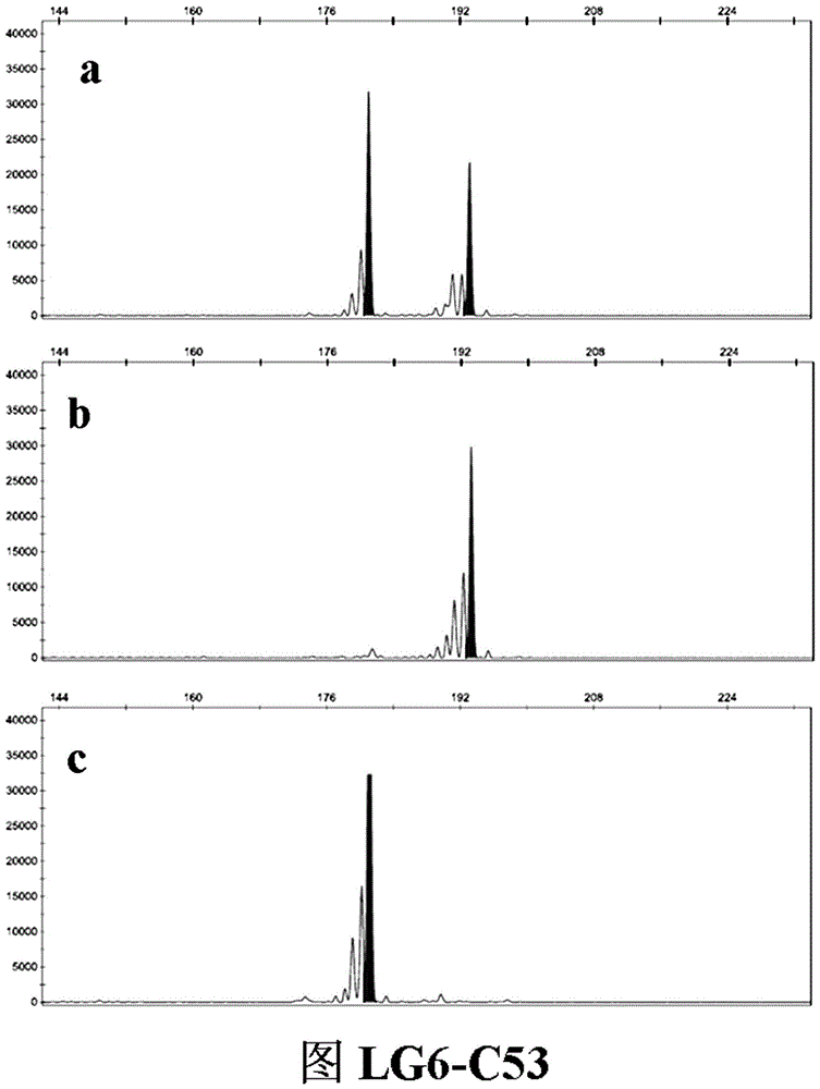 SSR (simple sequence repeat) molecular marker III for identifying descendant plants of Gala apple and application thereof