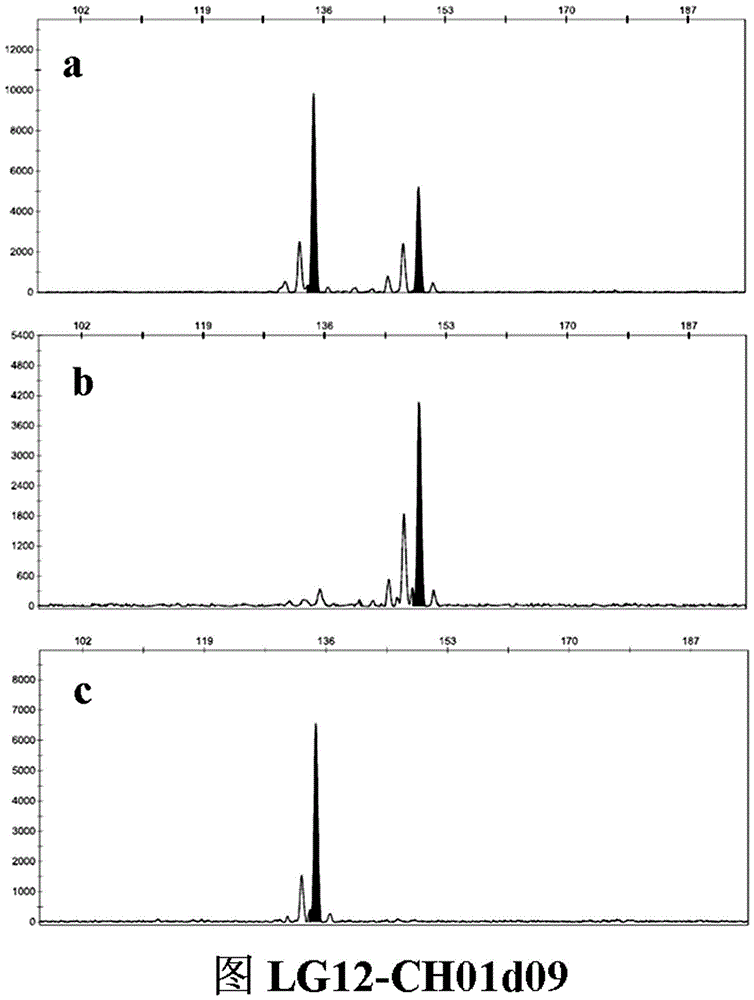 SSR (simple sequence repeat) molecular marker III for identifying descendant plants of Gala apple and application thereof