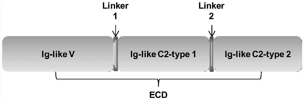 Application of human nectin‑2 protein