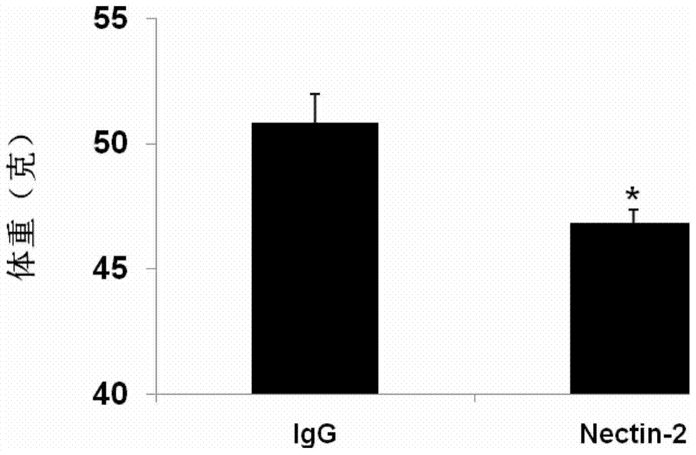 Application of human nectin‑2 protein