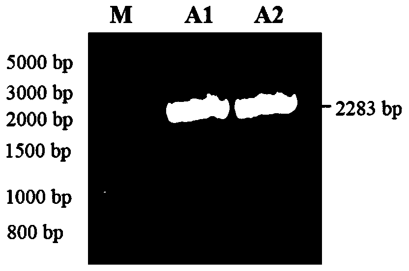 Alpha-amyrin synthetase gene EjAAS1 and application thereof