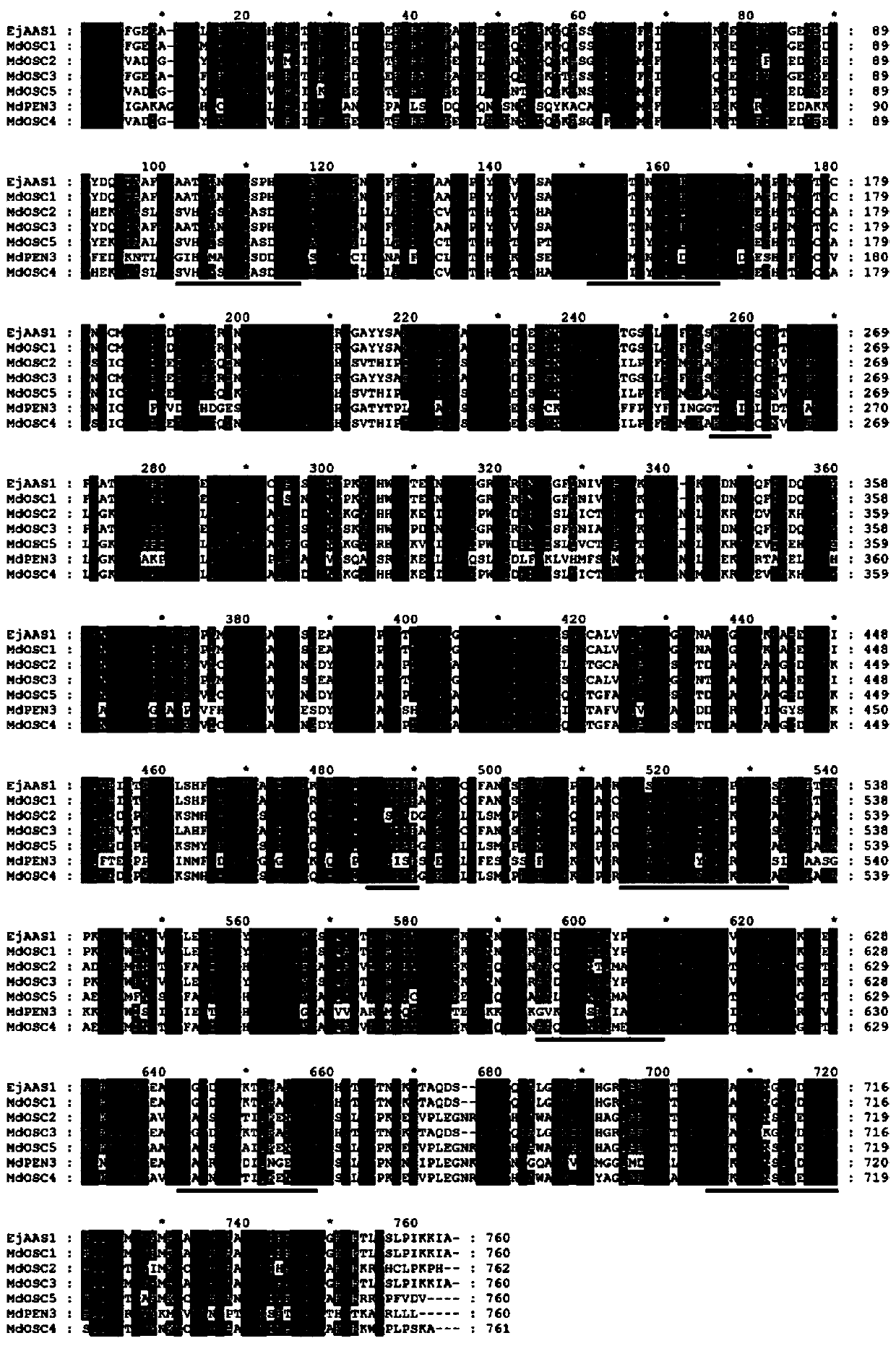 Alpha-amyrin synthetase gene EjAAS1 and application thereof