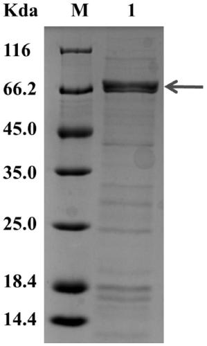 Vomitoxin degrading enzyme DDH and application of DDH in detoxification of Trichothecenes