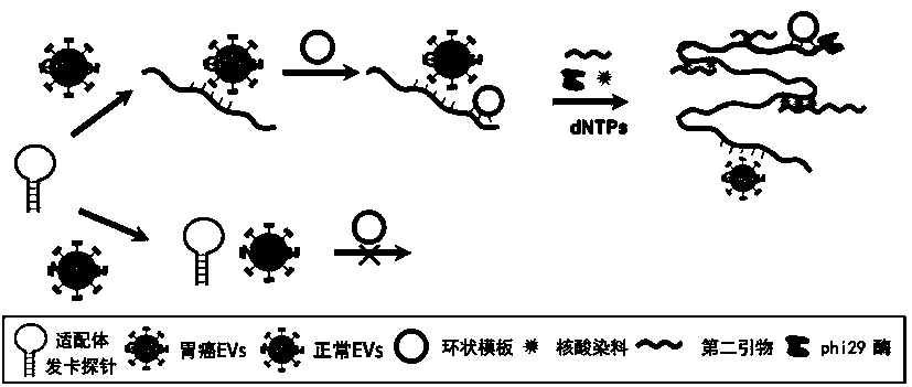 Extracellular vesicle detection technology based on aptamer hairpin-type triggered super-branch rolling ring amplification