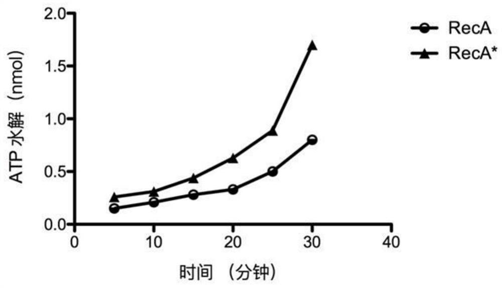 A kind of recombinant reca* protein and its expression method and application