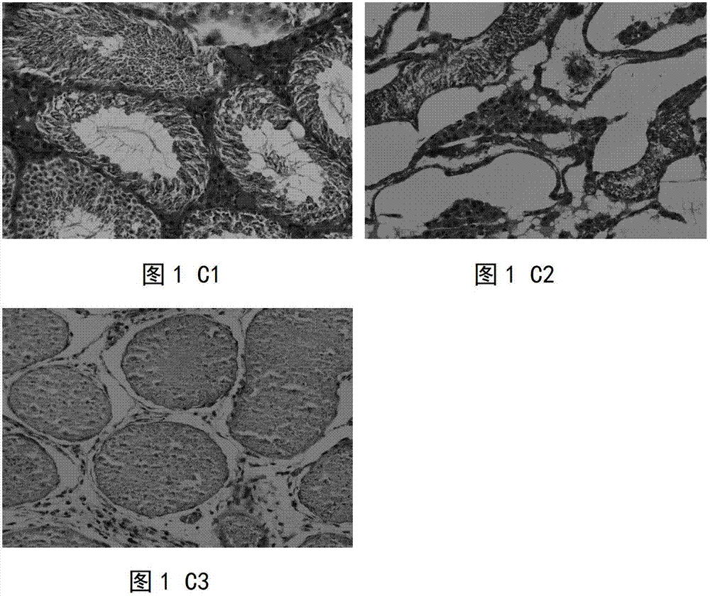 Preparation method of spermatogonial stem cell transplantation receptor