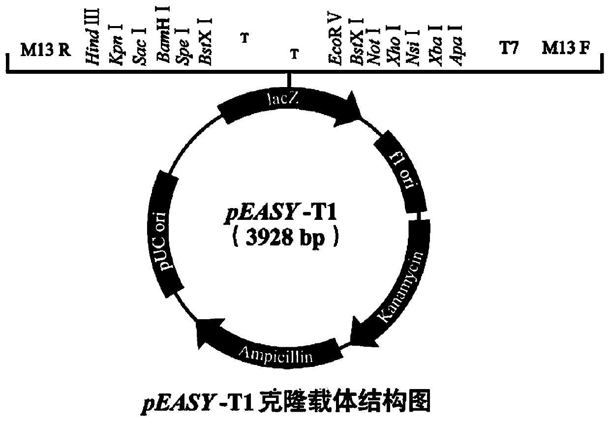 Trypsin precursor gene and its encoded protein, interfering RNA and application thereof