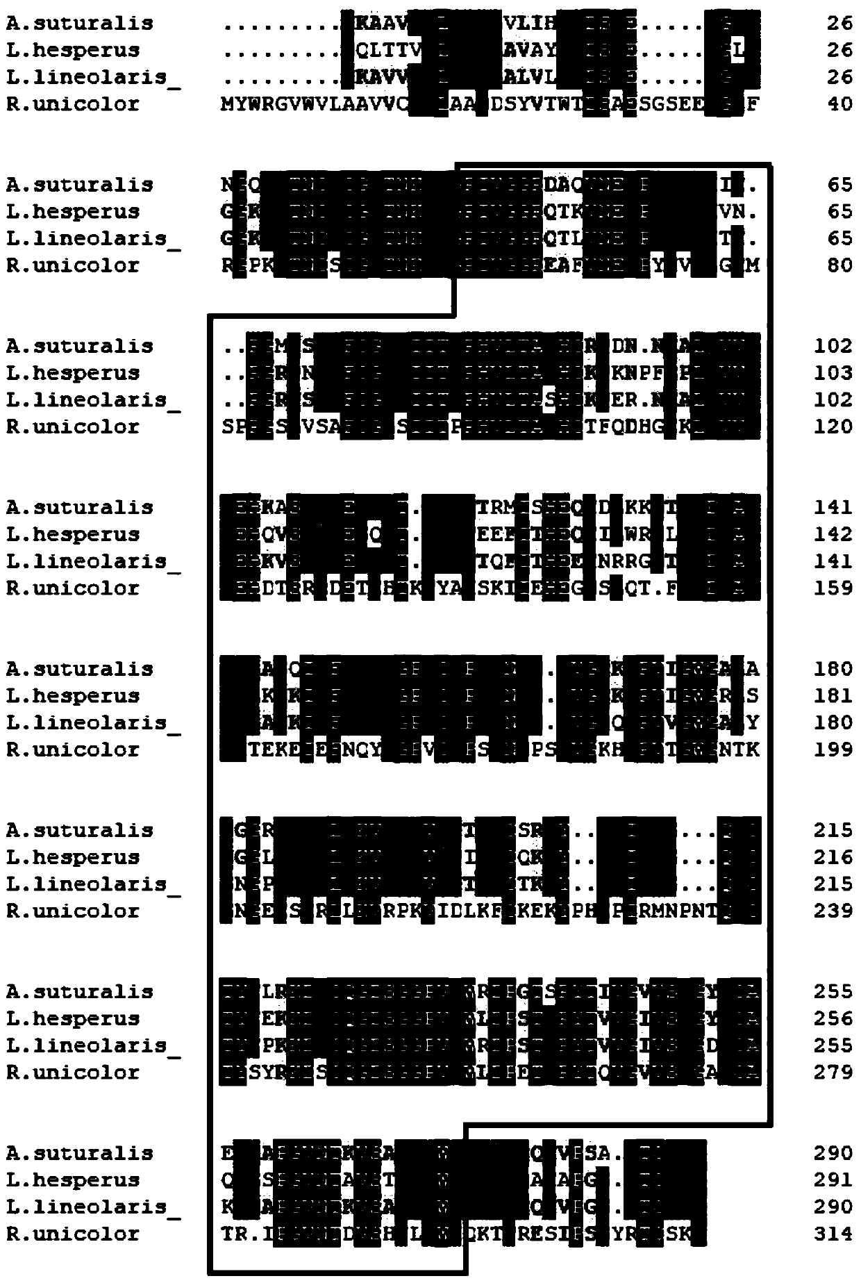 Trypsin precursor gene and its encoded protein, interfering RNA and application thereof