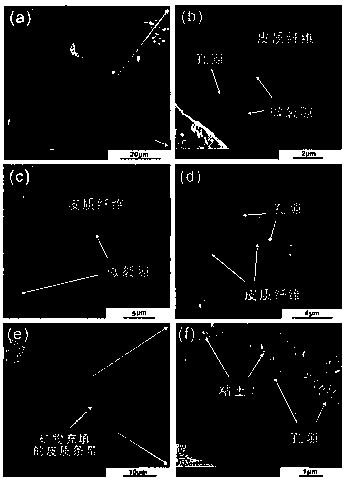 Method for analyzing pore structure of organic matter in Lower Paleozoic shale