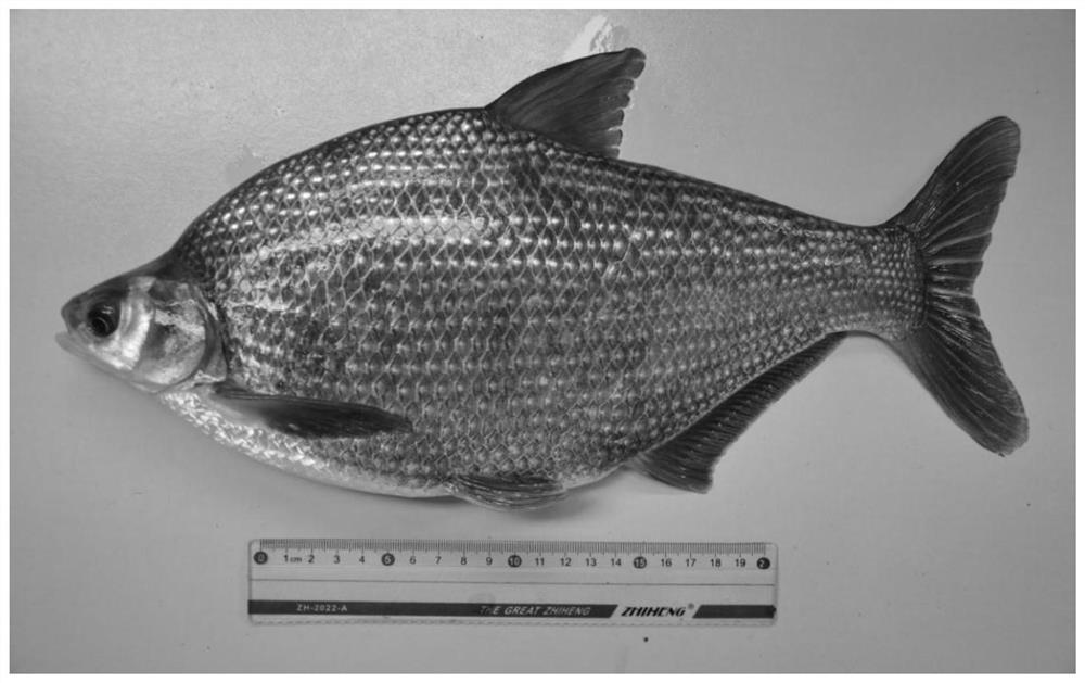 A low-oxygen tolerance breeding method for bream