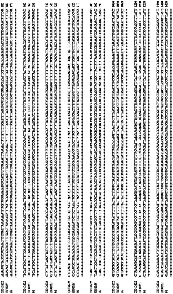 Recombinant nucleic acid fragment RecCR012602 and detection method thereof