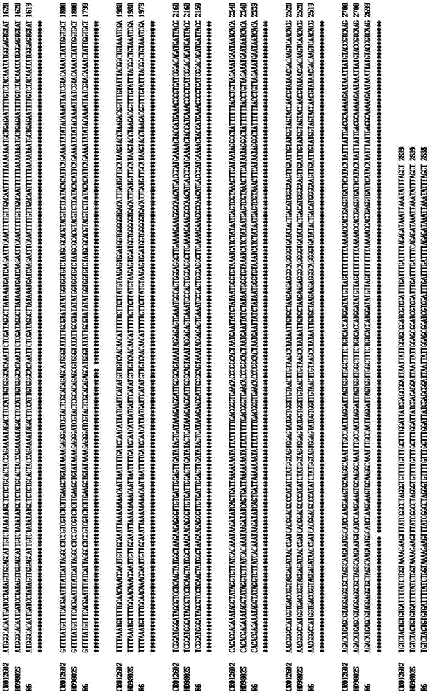 Recombinant nucleic acid fragment RecCR012602 and detection method thereof