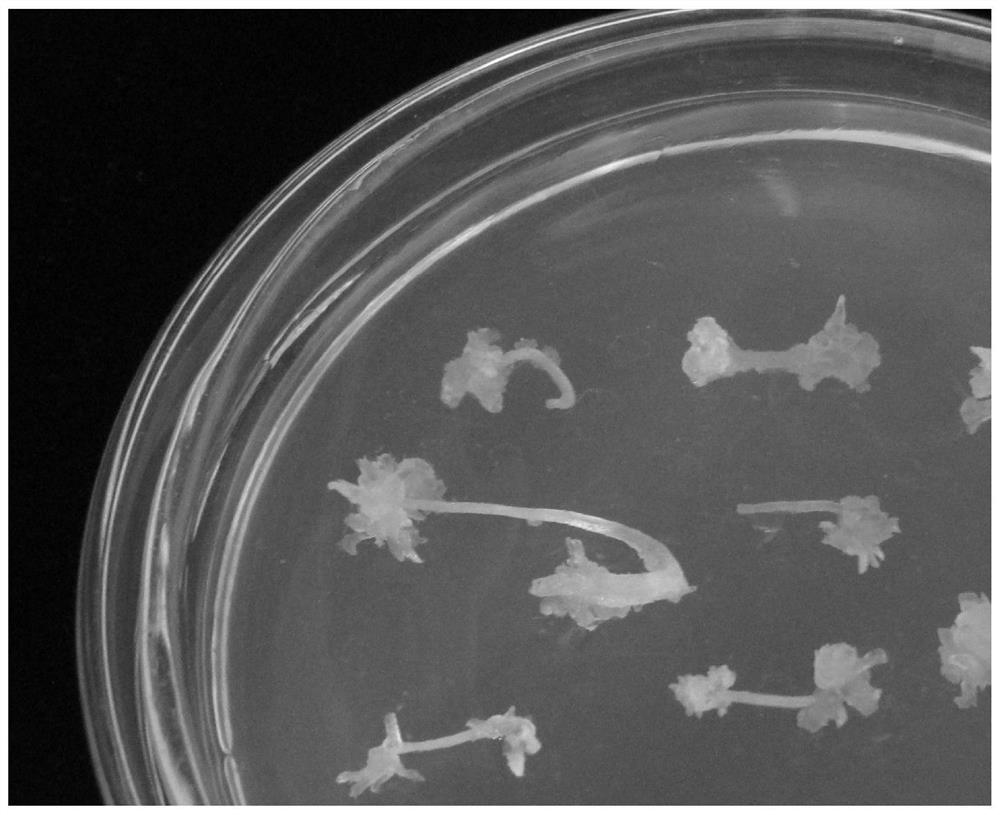 A method for inducing adventitious bud regeneration of alum root