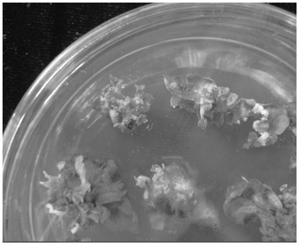 A method for inducing adventitious bud regeneration of alum root