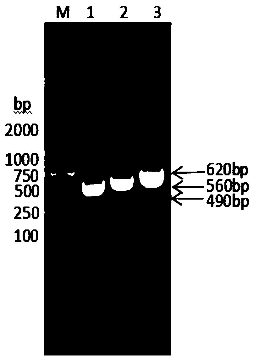 Fusion protein consisting of sheep interleukin 2, sheep interferon gamma and sheep interferon tau and preparation method thereof