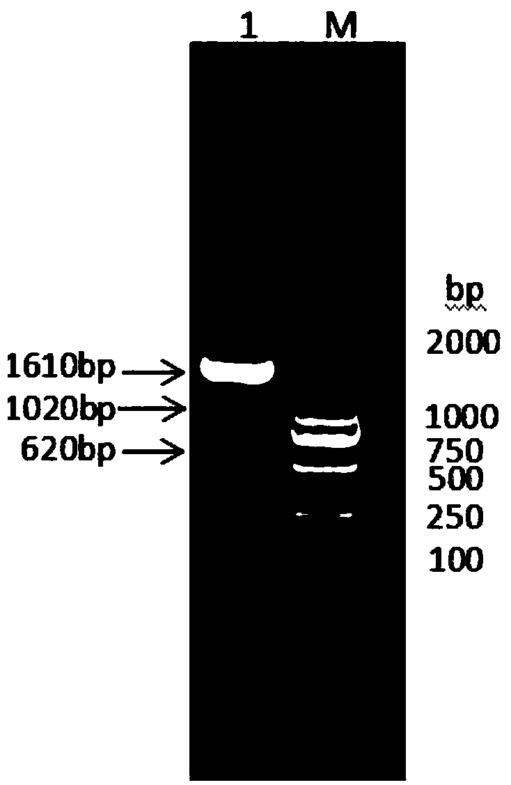 Fusion protein consisting of sheep interleukin 2, sheep interferon gamma and sheep interferon tau and preparation method thereof