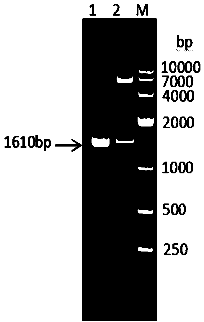 Fusion protein consisting of sheep interleukin 2, sheep interferon gamma and sheep interferon tau and preparation method thereof